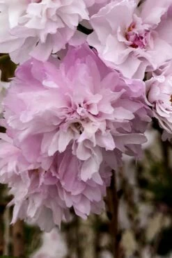 Zuzu Flowering Cherry (Prunus Incisa 'Rinpo') - 3 Gallon Pot -Wilson Bros Gardens Shop prunus incisa zuzu flowering cherry 4 1