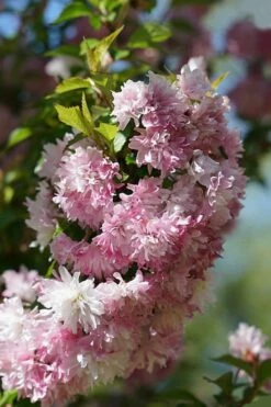 Zuzu Flowering Cherry (Prunus Incisa 'Rinpo') - 3 Gallon Pot -Wilson Bros Gardens Shop prunus incisa zuzu flowering cherry 5 1