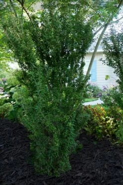 Zuzu Flowering Cherry (Prunus Incisa 'Rinpo') - 3 Gallon Pot -Wilson Bros Gardens Shop prunus incisa zuzu flowering cherry 7 1