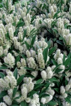 Otto Luyken English Laurel (Prunus Laurocersasus) - 6 Pack Of 1 Gallon Pots -Wilson Bros Gardens Shop prunus laurocerasus otto luyken laurel 1 1