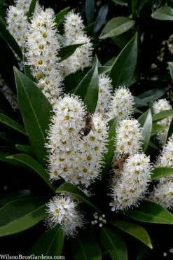 Otto Luyken English Laurel (Prunus Laurocersasus) - 6 Pack Of 1 Gallon Pots -Wilson Bros Gardens Shop prunus laurocerasus otto luyken laurel 3 1