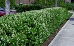 Otto Luyken English Laurel (Prunus Laurocersasus) - 6 Pack Of 1 Gallon Pots -Wilson Bros Gardens Shop prunus laurocerasus otto luyken laurel 4 1