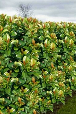 Volcano English Cherry Laurel (Prunus Laurocersasus) - 1 Gallon Pot -Wilson Bros Gardens Shop prunus laurocerasus volcano english cherry laurel 3