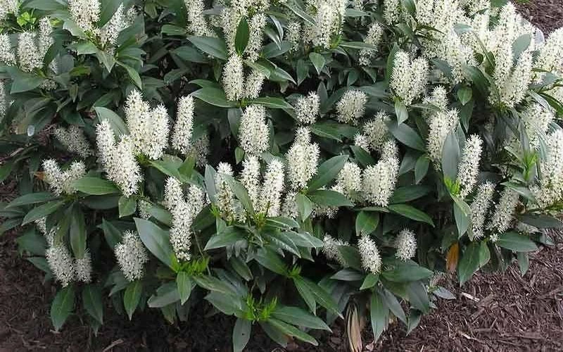 Zabel Laurel (Prunus Laurocersasus 'Zabeliana') - 6 Pack Of 1 Gallon Pots 5 Zabel Laurel (Prunus Laurocersasus 'Zabeliana') - 6 Pack Of 1 Gallon Pots - Image 5