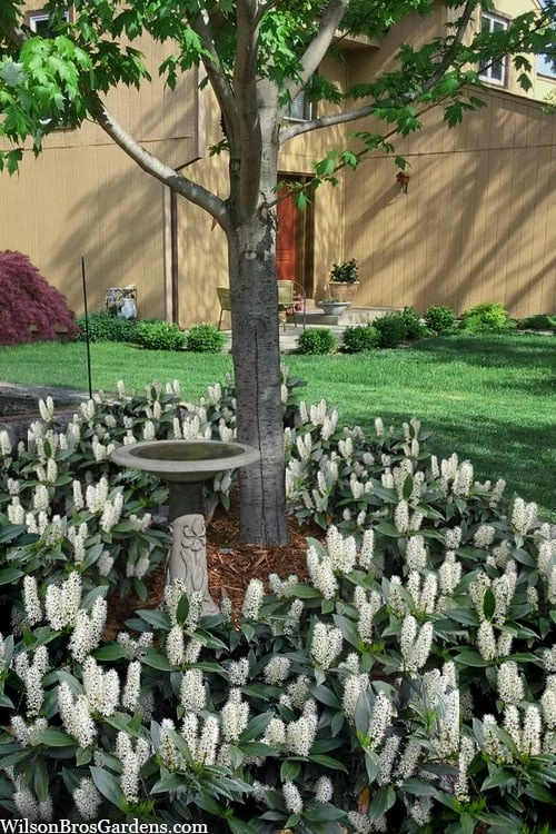 Zabel Laurel (Prunus Laurocersasus 'Zabeliana') - 6 Pack Of 1 Gallon Pots 4 Zabel Laurel (Prunus Laurocersasus 'Zabeliana') - 6 Pack Of 1 Gallon Pots - Image 4