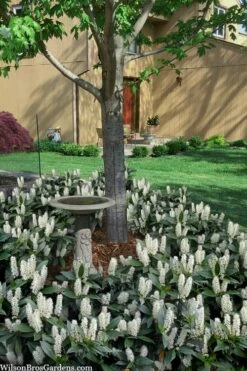 Zabel Laurel (Prunus Laurocersasus 'Zabeliana') - 1 Gallon Pot 8 Zabel Laurel (Prunus Laurocersasus 'Zabeliana') - 1 Gallon Pot -Wilson Bros Gardens Shop prunus laurocerasus zabeliana zabel cherry laurel 2