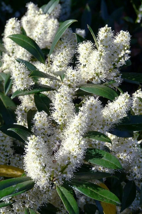 Zabel Laurel (Prunus Laurocersasus 'Zabeliana') - 6 Pack Of 1 Gallon Pots 1 Zabel Laurel (Prunus Laurocersasus 'Zabeliana') - 6 Pack Of 1 Gallon Pots