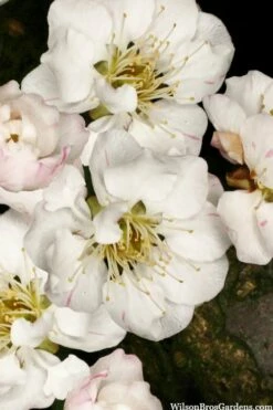 Fragrant Snow Japanese Flowering Apricot (Prunus Mume) - 3 Gallon Pot -Wilson Bros Gardens Shop prunus mume fragrant snow japanese flowering apricot 10 1