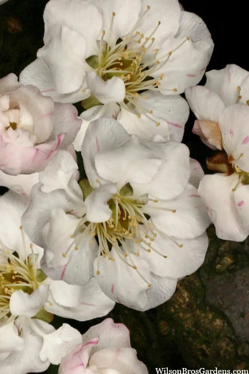 Fragrant Snow Japanese Flowering Apricot (Prunus Mume) - 2 Gallon Pot 6 Fragrant Snow Japanese Flowering Apricot (Prunus Mume) - 2 Gallon Pot - Image 6