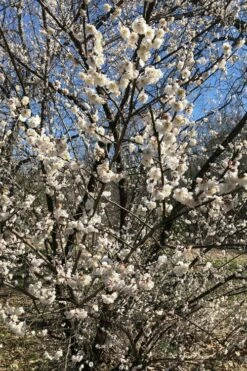 Fragrant Snow Japanese Flowering Apricot (Prunus Mume) - 3 Gallon Pot -Wilson Bros Gardens Shop prunus mume fragrant snow japanese flowering apricot 6 1