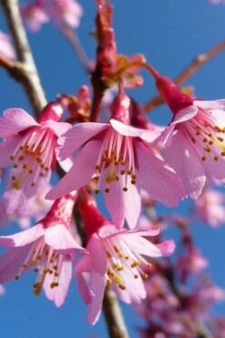 Okame Pink Flowering Cherry Tree - 5 Gallon Pot -Wilson Bros Gardens Shop prunus okame flowering cherry 4