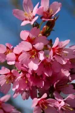 Okame Pink Flowering Cherry Tree - 5 Gallon Pot -Wilson Bros Gardens Shop prunus okame flowering cherry 6