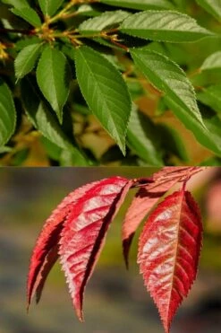 Okame Pink Flowering Cherry Tree - 5 Gallon Pot -Wilson Bros Gardens Shop prunus okame flowering cherry 7