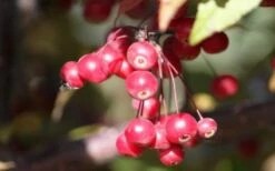 Royal Raindrops Crabapple Tree - 7 Gallon Pot (3-4') -Wilson Bros Gardens Shop prunus royal raindrops crabapple tree 11