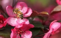 Royal Raindrops Crabapple Tree - 7 Gallon Pot (3-4') -Wilson Bros Gardens Shop prunus royal raindrops crabapple tree 12