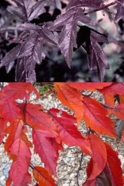 Royal Raindrops Crabapple Tree - 7 Gallon Pot (3-4') -Wilson Bros Gardens Shop prunus royal raindrops crabapple tree 14