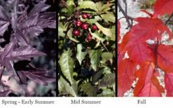 Royal Raindrops Crabapple Tree - 7 Gallon Pot (3-4') -Wilson Bros Gardens Shop prunus royal raindrops crabapple tree 16