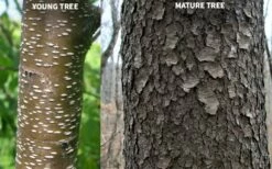 Wild Black Cherry Tree - 3 Gallon Pot -Wilson Bros Gardens Shop prunus serotina wild black cherry tree 10 1