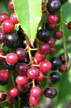 Wild Black Cherry Tree - 3 Gallon Pot -Wilson Bros Gardens Shop prunus serotina wild black cherry tree 4 1