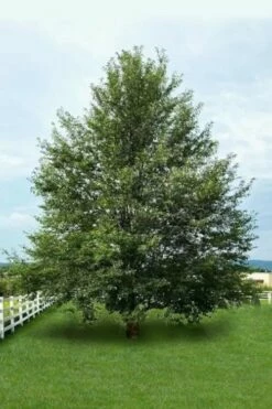 Wild Black Cherry Tree - 3 Gallon Pot -Wilson Bros Gardens Shop prunus serotina wild black cherry tree 7 1