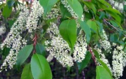 Wild Black Cherry Tree - 3 Pack Of 1.5 Quart Pots -Wilson Bros Gardens Shop prunus serotina wild black cherry tree 8