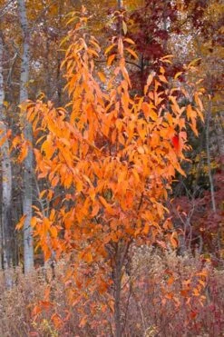 Wild Black Cherry Tree - 3 Gallon Pot -Wilson Bros Gardens Shop prunus serotina wild black cherry tree 9 1