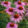 Echinacea, Purple Coneflower (Echinacea Purpurea)