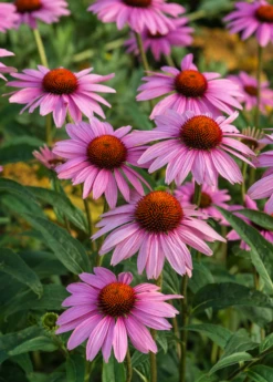Echinacea, Purple Coneflower (Echinacea Purpurea)