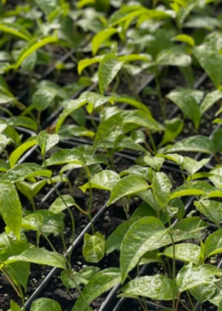 Passion Fruit Vine ‘Purple Possum’ (Passiflora Edulis) -Wilson Bros Gardens Shop purplepossompassionfruitsowexoticnursery