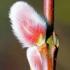 French Pink Pussy Willow - 3 Gallon Pot