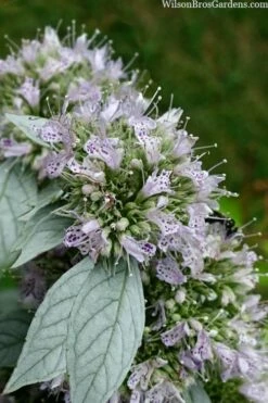 Silver Leaf Mountain Mint (Pycnanthemum Incanum) - 1 Gallon Pot -Wilson Bros Gardens Shop pycnanthemum incanum hoary silver leaf mint 1