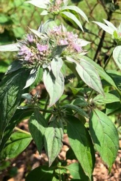 Silver Leaf Mountain Mint (Pycnanthemum Incanum) - 1 Gallon Pot -Wilson Bros Gardens Shop pycnanthemum incanum hoary silver leaf mint 2