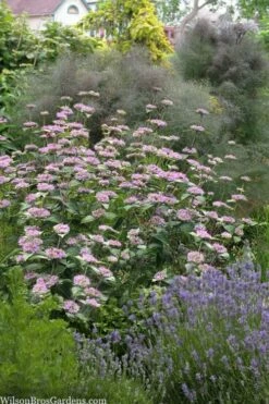 Silver Leaf Mountain Mint (Pycnanthemum Incanum) - 1 Gallon Pot