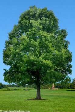 White Oak Tree (Quercus Alba) - 1 Gallon Pot -Wilson Bros Gardens Shop quercus alba white oak tree 1