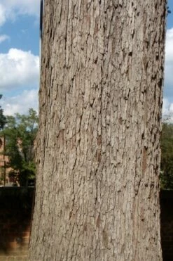 White Oak Tree (Quercus Alba) - 1 Gallon Pot -Wilson Bros Gardens Shop quercus alba white oak tree 10