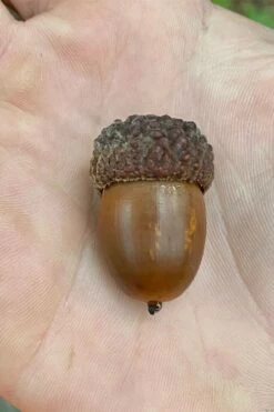 White Oak Tree (Quercus Alba) - 3 Pack Of 1.5 Quart Pots -Wilson Bros Gardens Shop quercus alba white oak tree 12 1