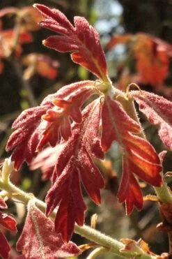 White Oak Tree (Quercus Alba) - 3 Pack Of 1.5 Quart Pots -Wilson Bros Gardens Shop quercus alba white oak tree 15 1