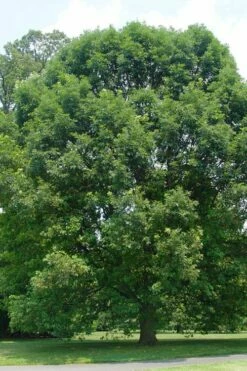 White Oak Tree (Quercus Alba) - 3 Pack Of 1.5 Quart Pots -Wilson Bros Gardens Shop quercus alba white oak tree 16 1