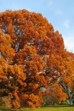 White Oak Tree (Quercus Alba) - 1 Gallon Pot
