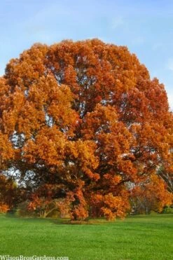 White Oak Tree (Quercus Alba) - 1 Gallon Pot -Wilson Bros Gardens Shop quercus alba white oak tree 4