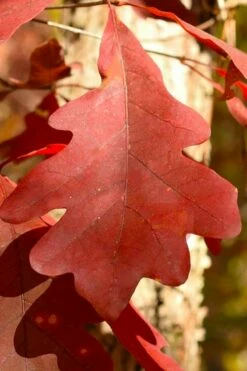 White Oak Tree (Quercus Alba) - 1 Gallon Pot -Wilson Bros Gardens Shop quercus alba white oak tree 8