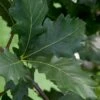 Swamp White Oak Tree (Quercus Bicolor) - 3 Gallon Pot