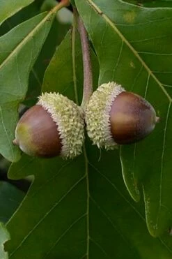 Swamp White Oak Tree (Quercus Bicolor) - 1 Gallon Pot -Wilson Bros Gardens Shop quercus bicolor swamp white oak tree 2 1