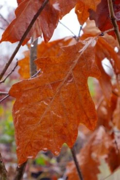 Swamp White Oak Tree (Quercus Bicolor) - 3 Gallon Pot -Wilson Bros Gardens Shop quercus bicolor swamp white oak tree 3