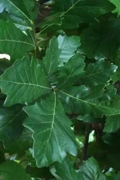 Swamp White Oak Tree (Quercus Bicolor) - 3 Gallon Pot -Wilson Bros Gardens Shop quercus bicolor swamp white oak tree 4