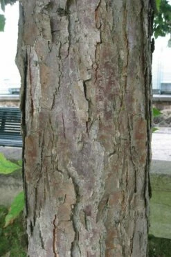 Swamp White Oak Tree (Quercus Bicolor) - 3 Gallon Pot -Wilson Bros Gardens Shop quercus bicolor swamp white oak tree 5