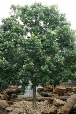 Swamp White Oak Tree (Quercus Bicolor) - 3 Gallon Pot -Wilson Bros Gardens Shop quercus bicolor swamp white oak tree 6