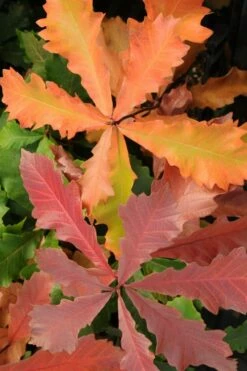 Swamp White Oak Tree (Quercus Bicolor) - 1 Gallon Pot -Wilson Bros Gardens Shop quercus bicolor swamp white oak tree 8 1