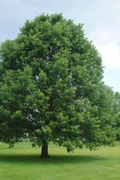 Swamp White Oak Tree (Quercus Bicolor) - 1 Gallon Pot -Wilson Bros Gardens Shop quercus bicolor swamp white oak tree 9 1