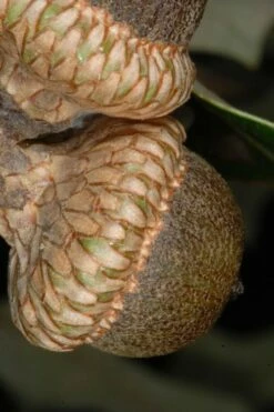 Southern Red Oak Tree (Quercus Falcata) - 3 Gallon Pot -Wilson Bros Gardens Shop quercus falcata southern red oak 1 1